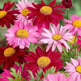 1000+ Pyrethrum Tanacetum coccineum - Flower Garden Seeds - Perennial Flower Seeds