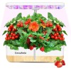 Ceouheia Hydroponics Growing System 12Pods, Indoor Herb Garden with LED