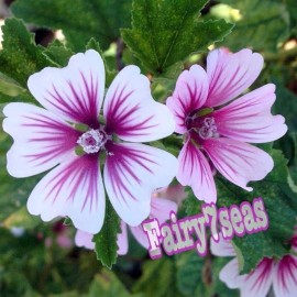 Fairy7Seas Rare Exotic Hollyhock Zebrina Seeds - Malva Sylvestris - French Hollyhock - 15  Seeds