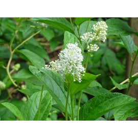 Fresh New Jersey Tea Ceanothus americanus Native perennial Bush 25 seeds