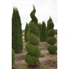 3 Emerald Green Arborvitae 6-12" Tall Live Plants in 2.5"