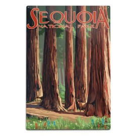 Lantern Press Sequoia National Park, Forest Grove in Spring 95649 (12x18 Aluminum Wall Sign, Metal Wall Decor Ready to Hang)