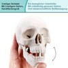 Latest Human Miniature Skull Model, 3-Piece with 2-Piece Human Brain,