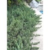 Juniper Blue Pacific - 10 Live Plants - 2 Inch