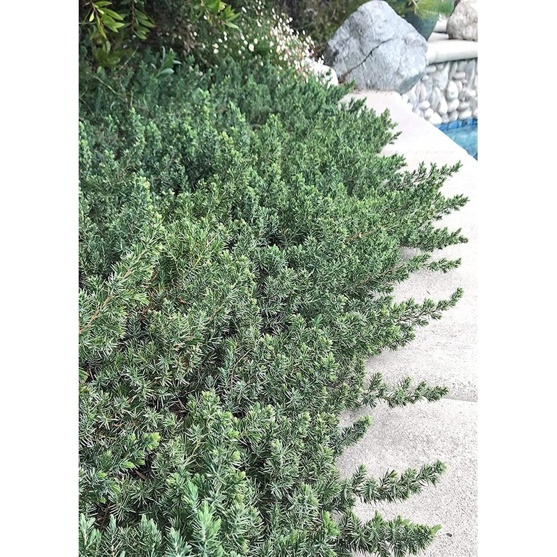 Juniper Blue Pacific - 10 Live Plants - 2 Inch