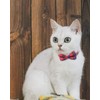 Joytale Cat Collar with Bell and Bow Tie, Soft Tartan,