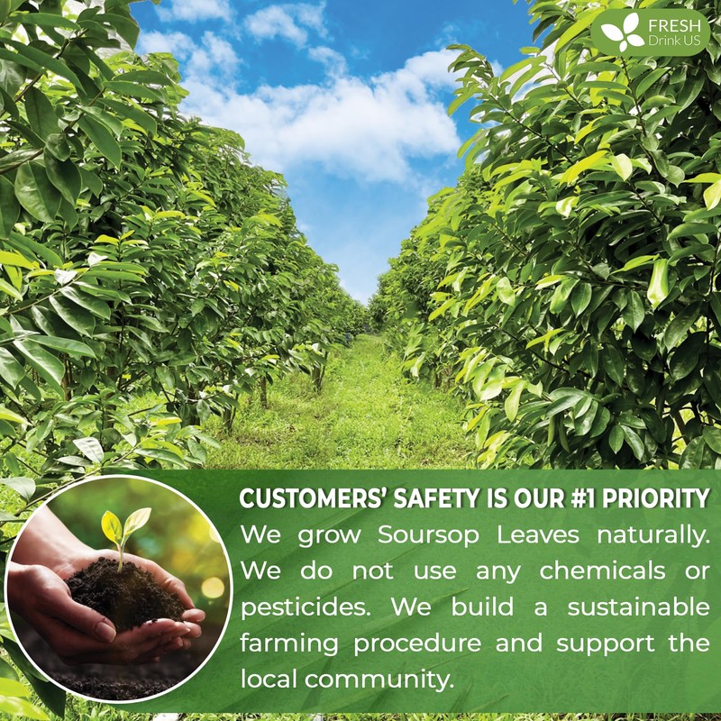 FreshDrinkUS, 105 Premium Soursop Graviola Leaf Tea Bags, The Finest