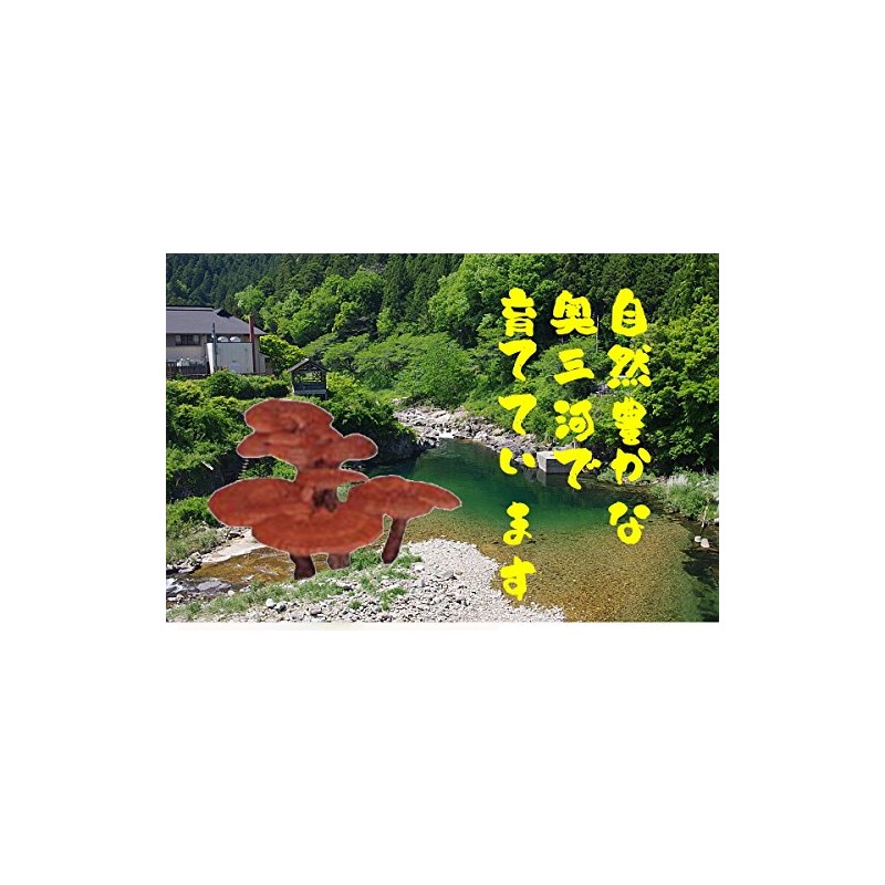 濃い霊芝 (れいし レイシ）苦い濃厚な品種だけをつめました 400g（80ｇ×5）きのこの石原産業