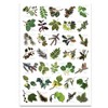 Buzz BRITISH TREE LEAF Nature Identification Poster - 35 Images