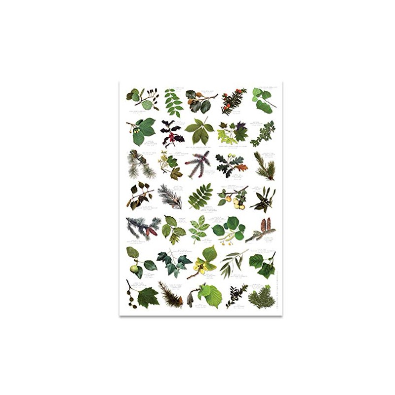 Buzz BRITISH TREE LEAF Nature Identification Poster - 35 Images