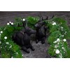 B2S BACK2SEASON Reindeer Pair Nilan Black Lying Elegant Christmas Decoration