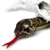 Kuscheltiere.biz Rattlesnake 100 cm Snake with Rattle Plush Snake Plush