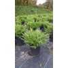Compact Andorra Juniper, green leafed evergreen in 2 Gallon pot