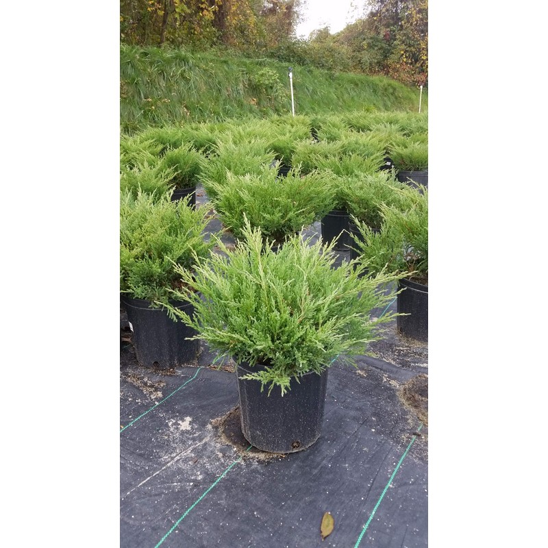 Compact Andorra Juniper, green leafed evergreen in 2 Gallon pot