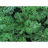 Blue Curled Scotch Kale Seeds