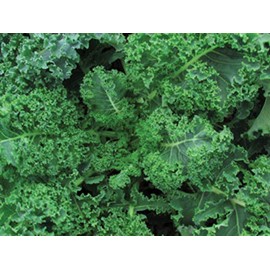 Blue Curled Scotch Kale Seeds