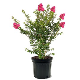 American Plant Exchange Tonto Crape Myrtle Tree Live, 7-Gallon Pot, 2-3ft Tall, Bright Fuchsia Pink Flowers, Drought-Tolerant, Large Outdoor Landscape Accent, Year-Round Beauty