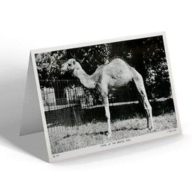 GREETING CARD - Vintage Bristol - Camel at the Bristol Zoo