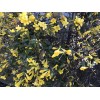 Yellow 7 Carolina Jasmine Yellow Starter Climbing Hummingbird Vines Plant