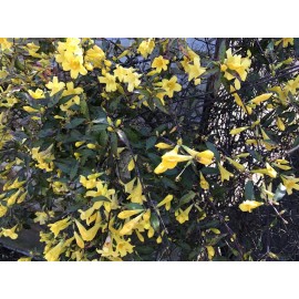 Yellow 7 Carolina Jasmine Yellow Starter Climbing Hummingbird Vines Plant Bare Root