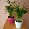 American Plant Exchange Areca Palm – Live 4-Inch 3-Pack, Easy-Care