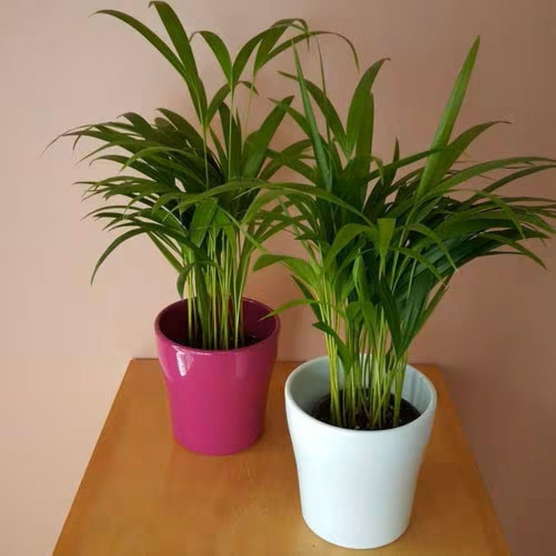 American Plant Exchange Areca Palm – Live 4-Inch 3-Pack, Easy-Care