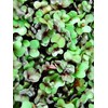 Red Rock Mammoth Cabbage Seeds: 1 Oz - Non-GMO, Chemical