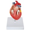 Axis Scientific 2-Part Life-Size Canine Heart Anatomy Model - Detailed