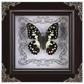 Real Butterfly Framed Handmade, Real Butterfly Specimen Shadow Box Collection, Framed Butterfly Taxidermy for Wall Art Decoration (I_Dharma Phoenix Butterfly)