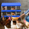 Chicken Nesting Boxes for Chickens, 8 Hole Roll Out Nest