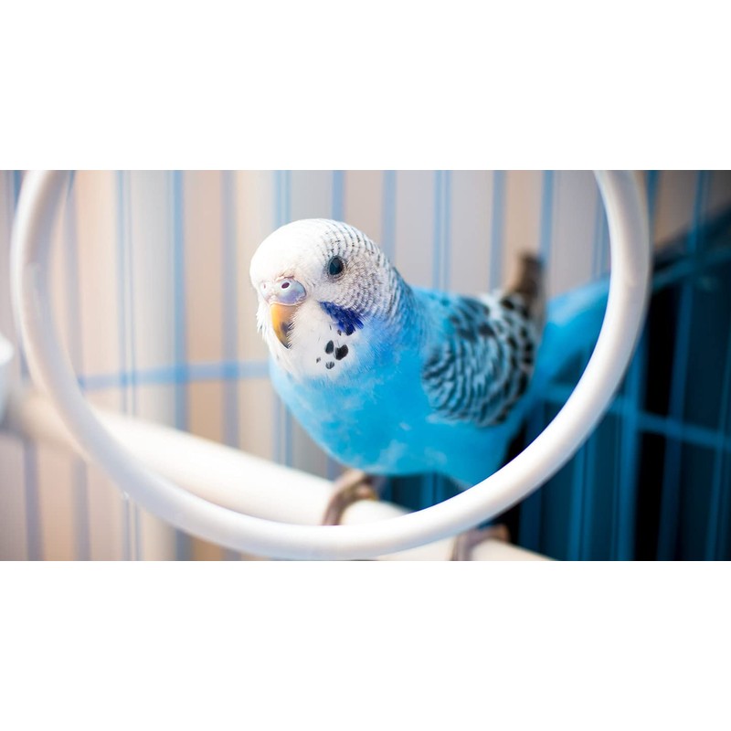 JW Pet Company Activitoy Double Axis Small Bird Toy, Colors