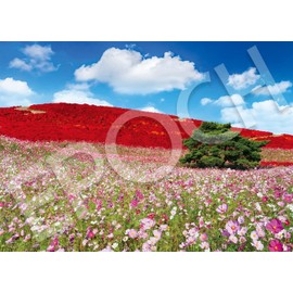 Epoch 05-207s 500-Piece Jigsaw Puzzle, Japanese Scenery, Fall-Colored Hill Sparkling With The Cosmos - Ibaraki, 15.0 x 20.9 inches (38 x 53 cm), Includes Glue / Spatula / Point Ticket