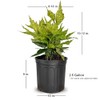 2.5 Gal - Variegated Gold Dust Aucuba, Live Evergreen Shrub