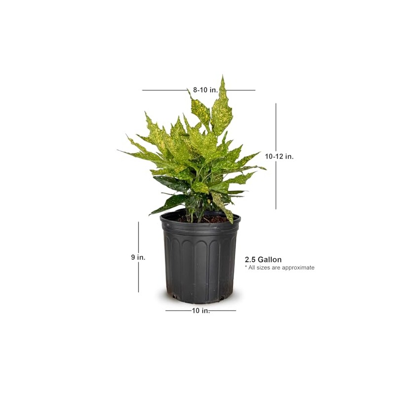 2.5 Gal - Variegated Gold Dust Aucuba, Live Evergreen Shrub