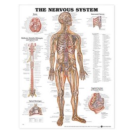 The Nervous System Anatomical Chart