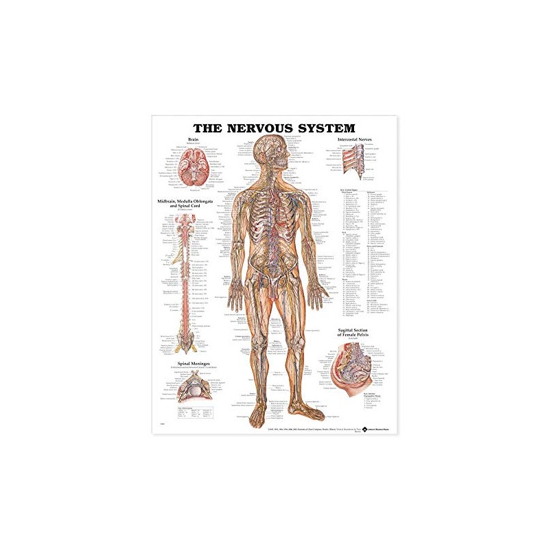 The Nervous System Anatomical Chart