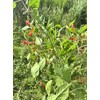 Organic Jamaican Dog Blood Bush Fertility Tea