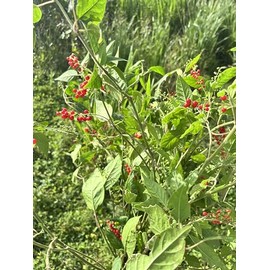 Organic Jamaican Dog Blood Bush Fertility Tea