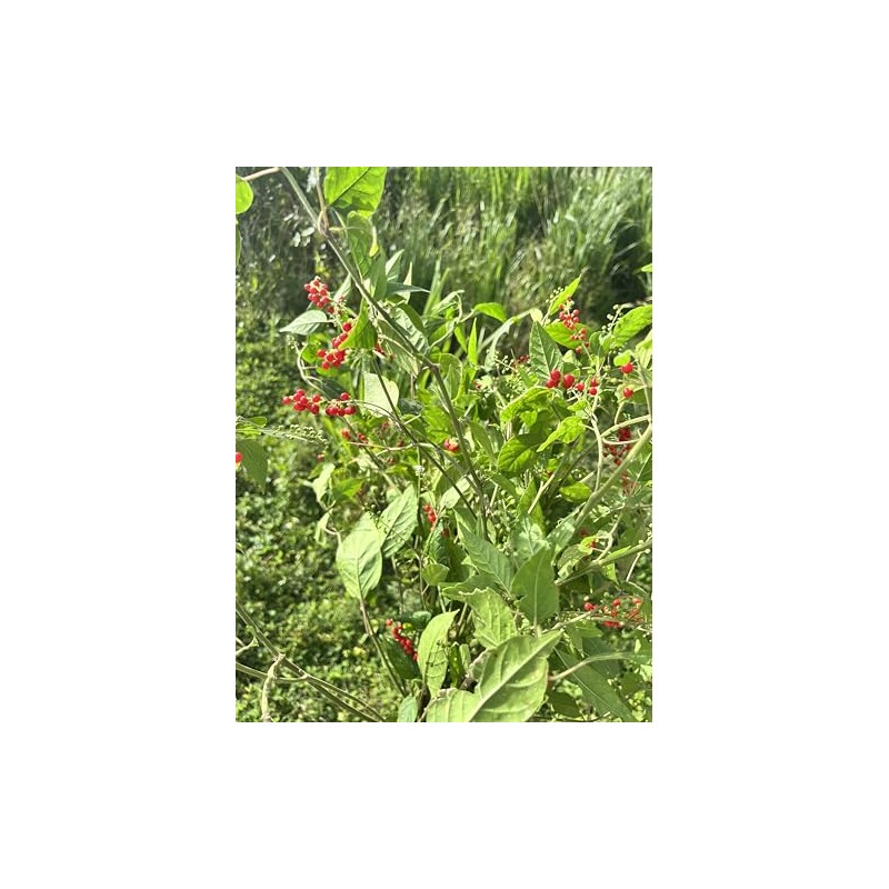 Organic Jamaican Dog Blood Bush Fertility Tea