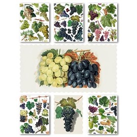 Decoupage Paper Pack (15 Sheets 8"x11") Grapes Berry and Leaves Green and Black Antique Botannical Book Engraving Illustration HANATABA Vintage Styled Ephemera for Craft and Scrapbooking