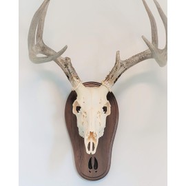 Taxidermists Woodshop TTW Black Walnut Deer Track Skull Mount