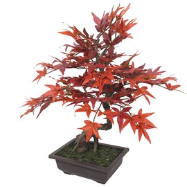 SilksAreForever 20" Hx16 W Silk Maple Bonsai Tree w/Planter -Burgundy/Red