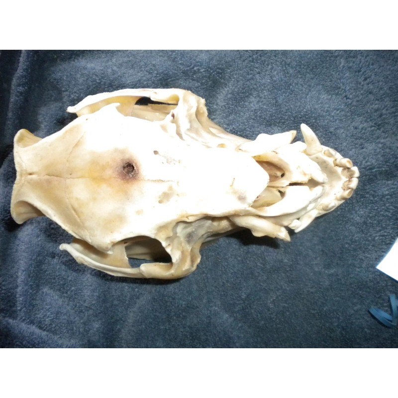 Domestic Pig Skulls Hog Taxidermy