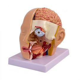 DRXRD - Maniquí de cabeza de entrenamiento, modelo neurovascular superficial con musculatura, modelo anatómico de cabeza de tamaño natural, cráneo y cerebro para aprendizaje de enseñanza médica