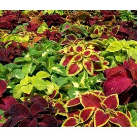RAISE ME UP: Seeds Coleus Multi-Color Varieties Mix (French Quarter, Wizard Rose, Wizard Jade, Black Dragon, Wizard Coral Sunrise, Chocolate Covered Cherry, Watermelon) Annual Flowers