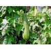 Little Seed Store 30+LUFFA SPONGE GOURD Seeds Loofah Loofa Lofa