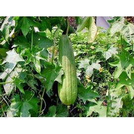 Little Seed Store 30+LUFFA SPONGE GOURD Seeds Loofah Loofa Lofa Heirloom Vine Garden Container