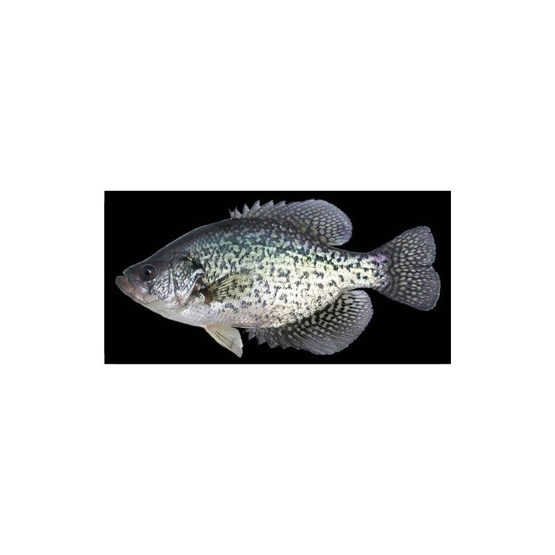 Crappie Fish On Black Photo License Plate
