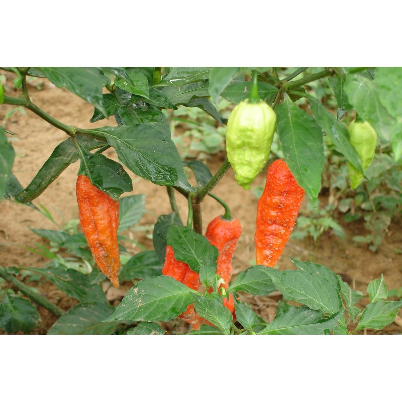 Magic Plant Farms Bhut Jolokia Pepper Flakes - The Hottest