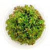 SubstrateSource Rotala H'ra Tissue Culture Aquatic Live Aquarium Plant -